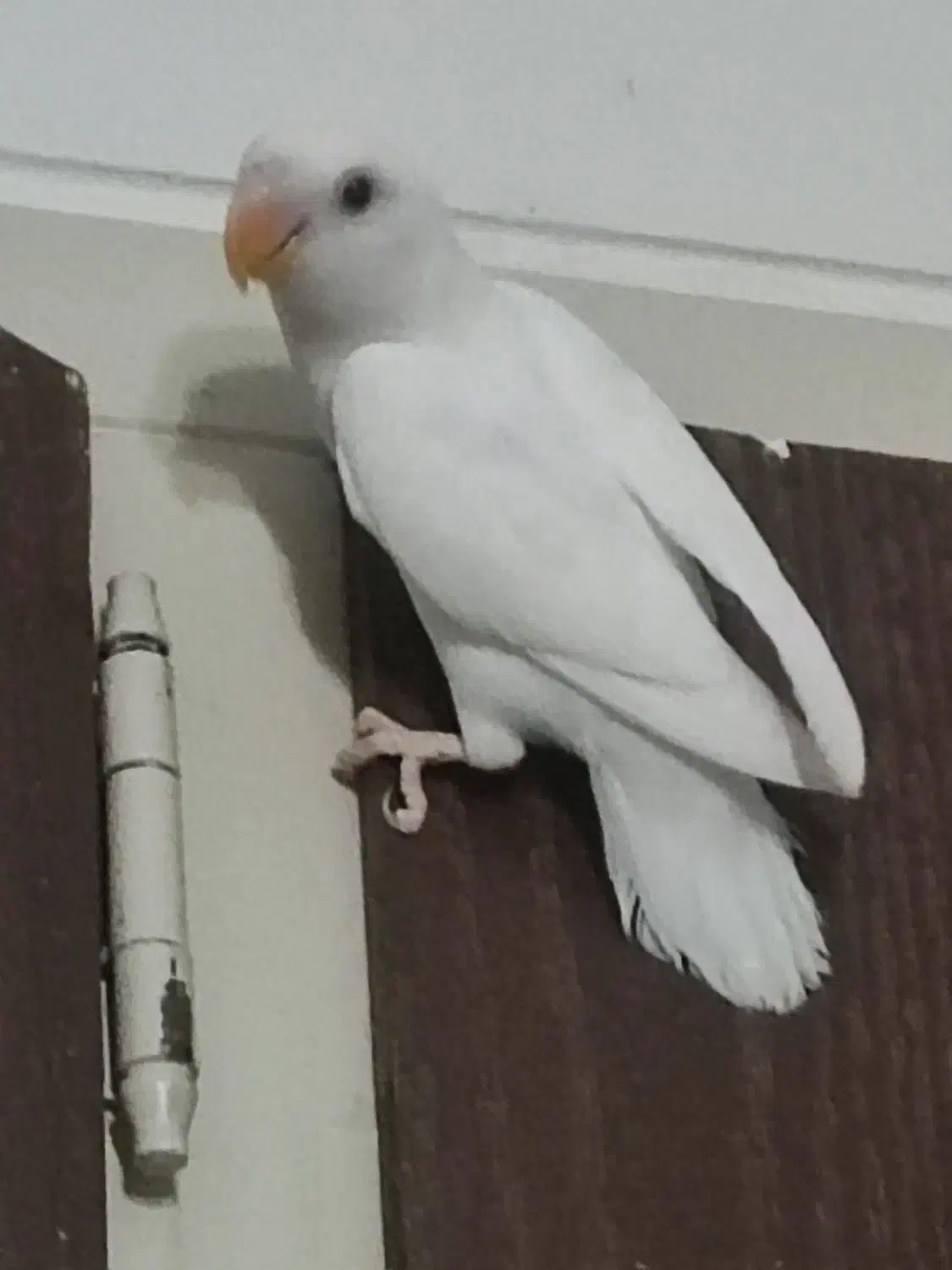 طوطی برزیلی|پرنده|تهران, سردارجنگل|دیوار