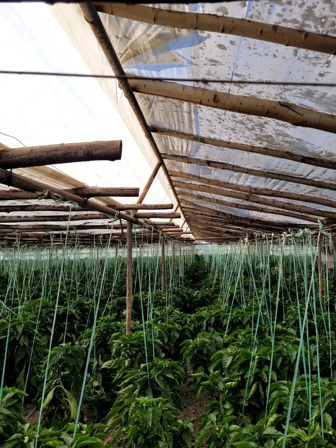 فروش گلخانه|مصالح و تجهیزات ساختمان|ابریشم, |دیوار