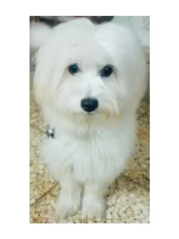 سگ گمشده تریر سفید ماده|سگ|اهواز, کمپلو شمالی|دیوار