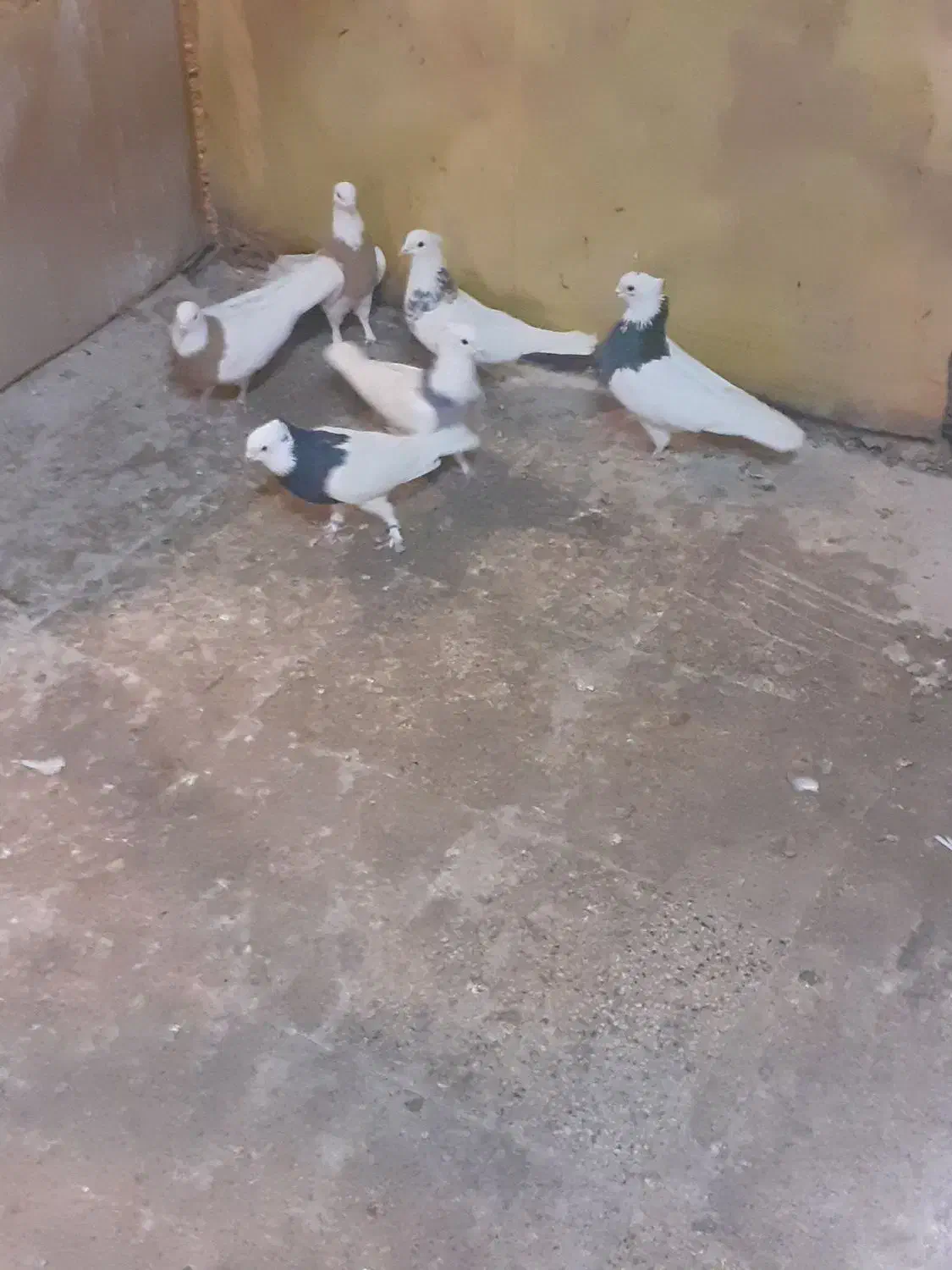 کبوتر|پرنده|جلیل آباد, |دیوار