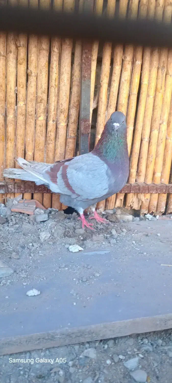 کبوتر مسجدی نر|پرنده|بندر ترکمن, |دیوار