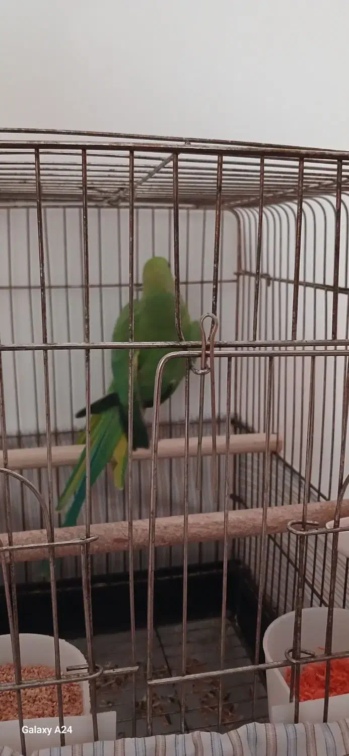 پرنده|پرنده|صائین قلعه, |دیوار