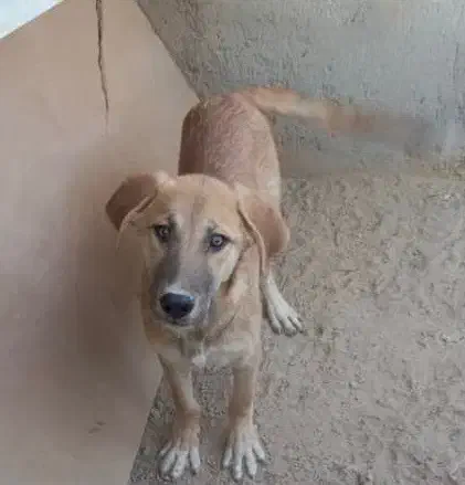 دو عدد قلاده نزژاد سراب|سگ|بهارستان, |دیوار