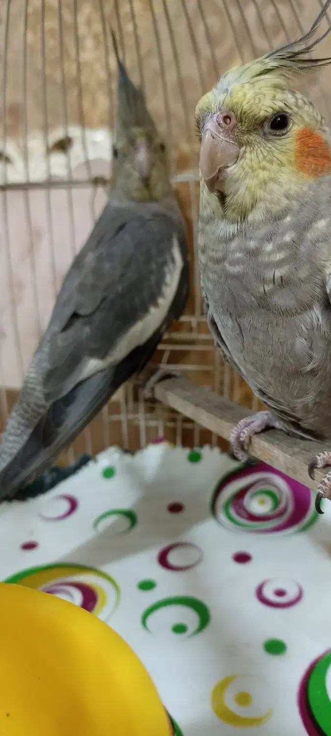 عروس هلندی نر و ماده|پرنده|صباشهر, |دیوار