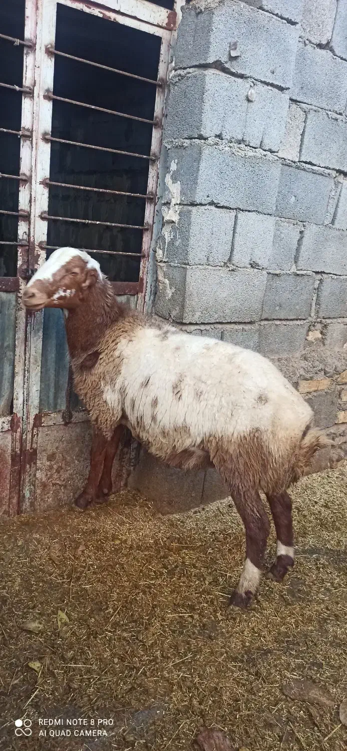 بره نر|حیوانات مزرعه|دینور, |دیوار