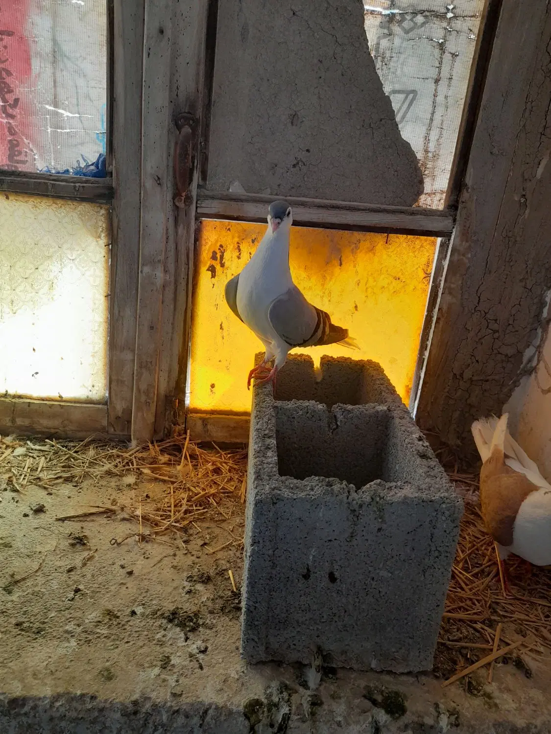 پرنده|پرنده|سملقان, |دیوار