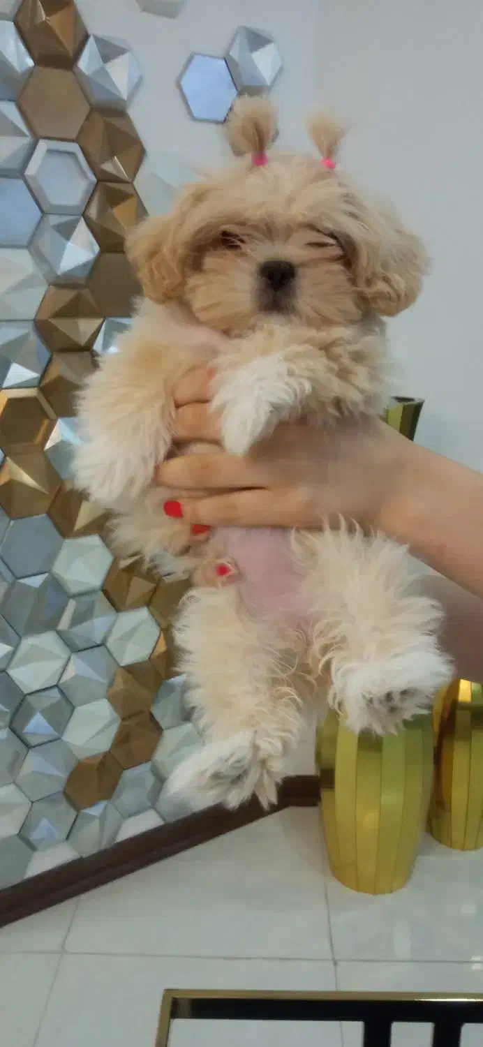 سگ .جفتگیری|سگ|مشهد, الهیه|دیوار