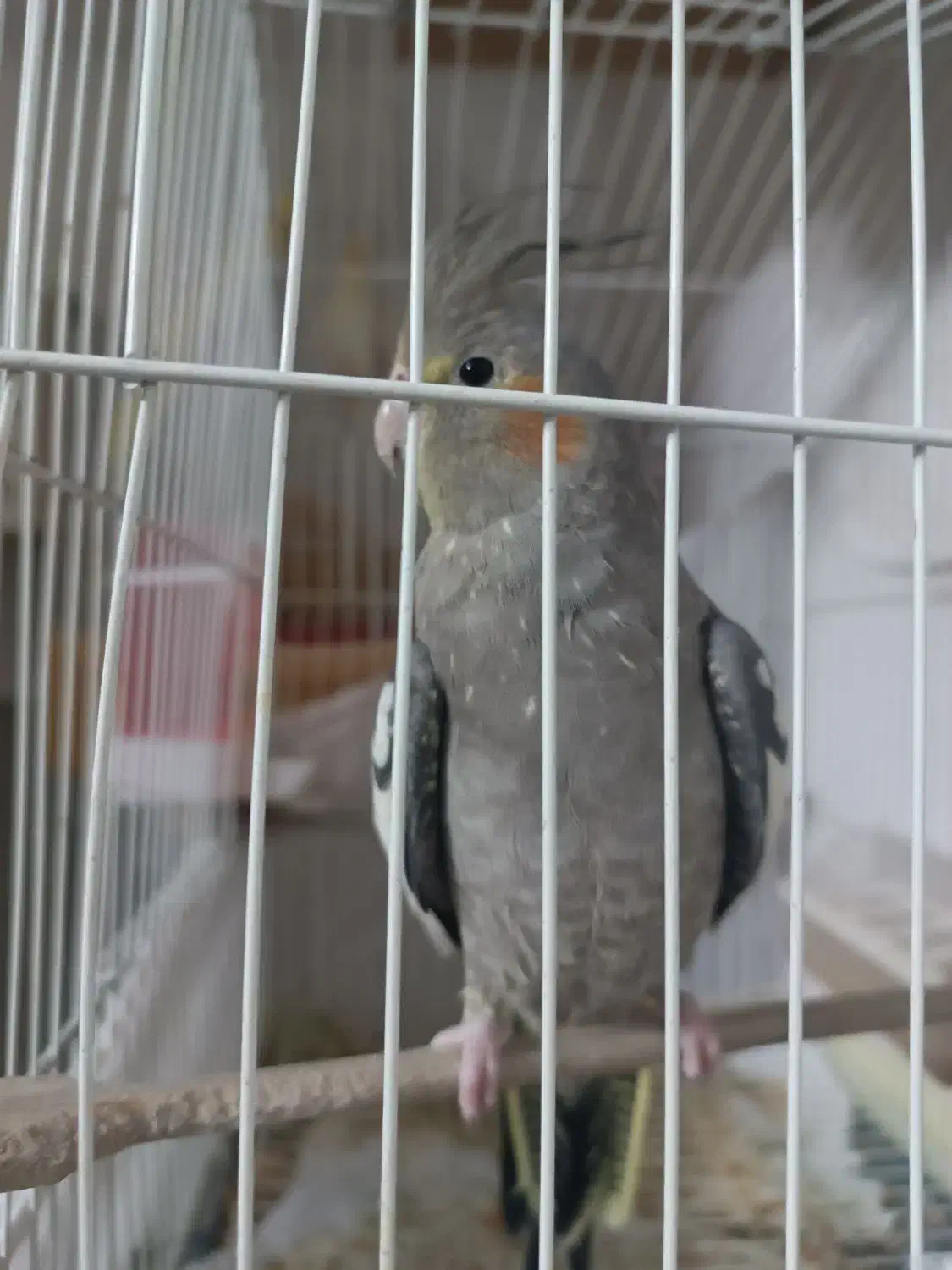 عروس هلندی|پرنده|اردکان, |دیوار