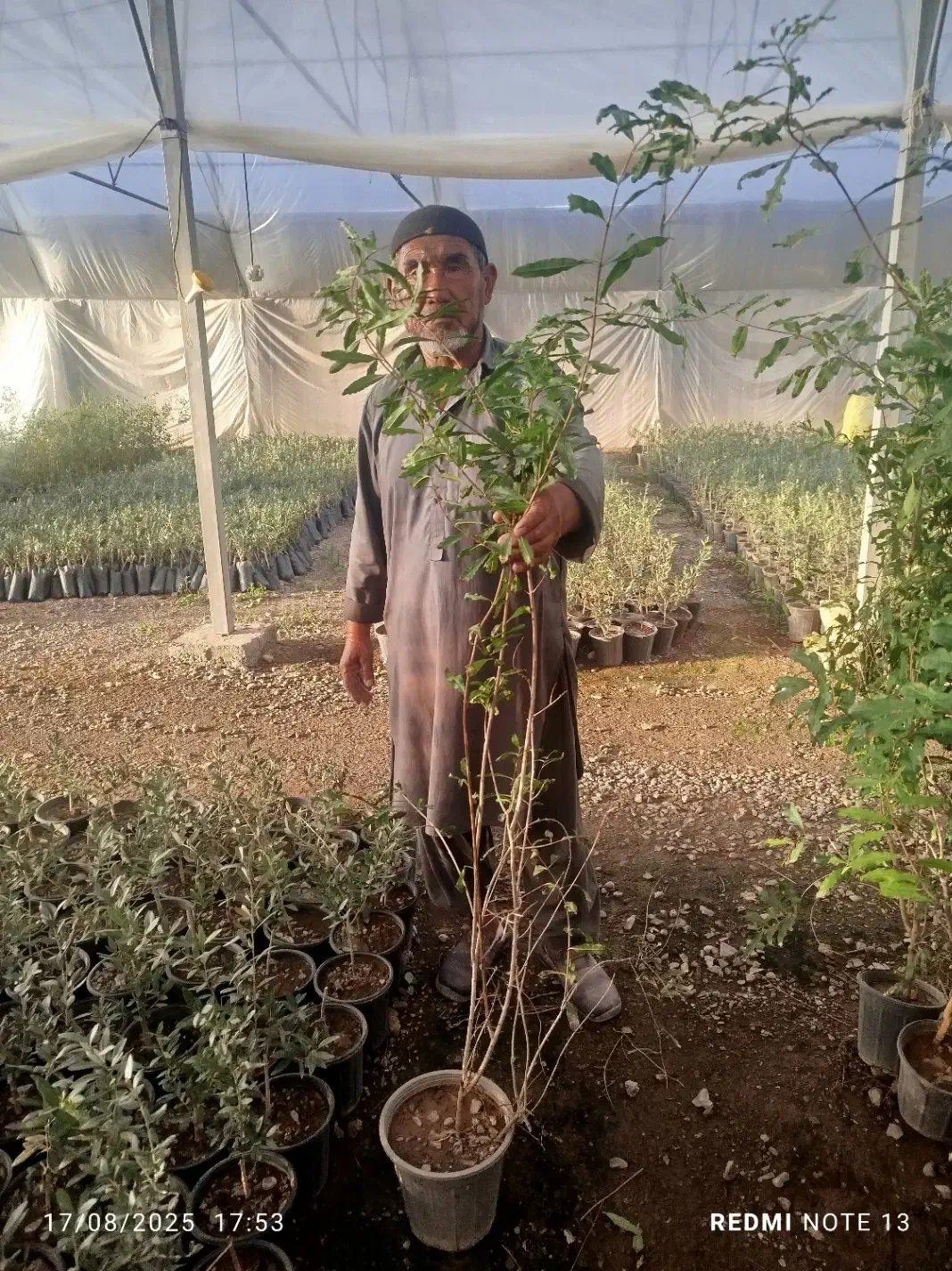 نهال زیتون، اکالیپتوس، انجیر و انار، و خرزهره|خدمات باغبانی و درختکاری|قم, شهرک قدس|دیوار
