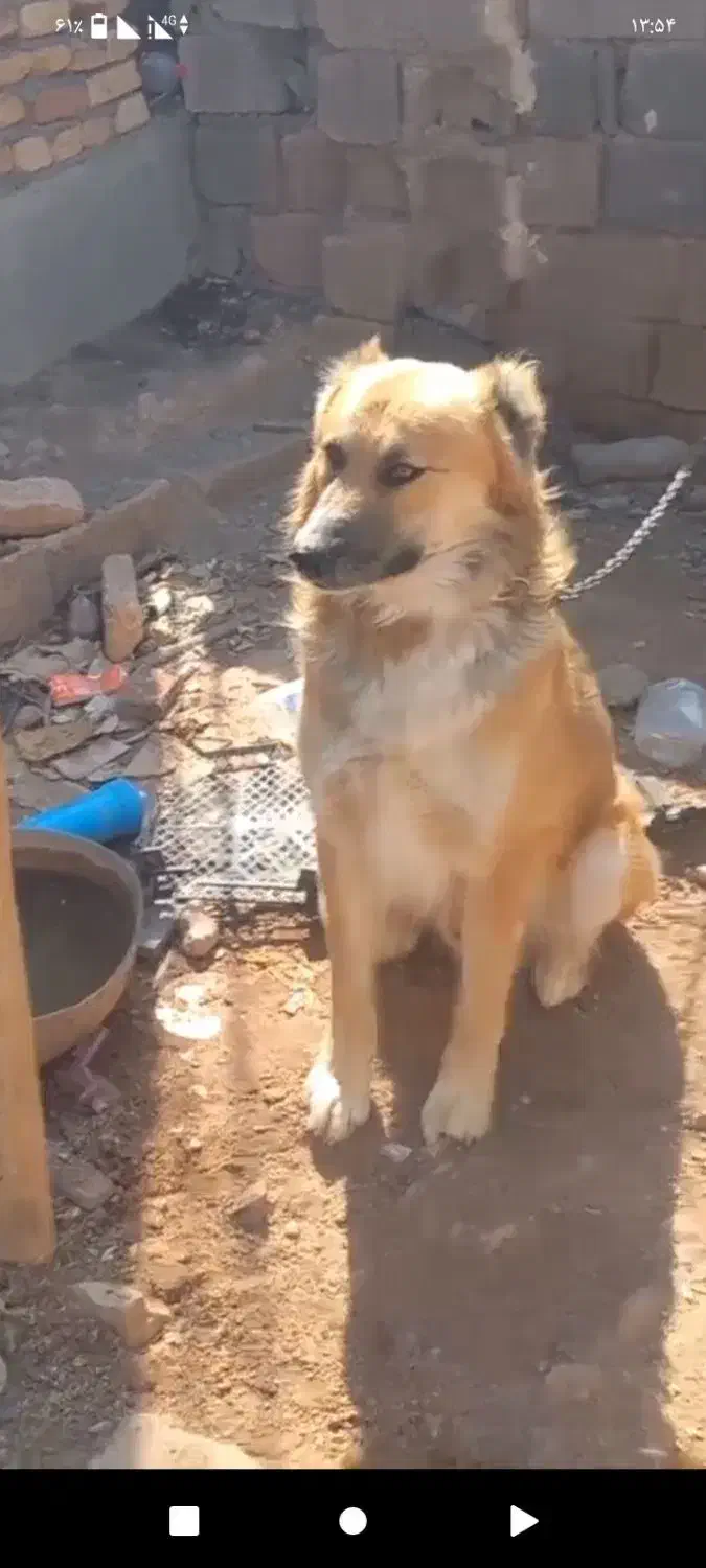 سگ افغان نگهبان اصل|سگ|کرمان, |دیوار