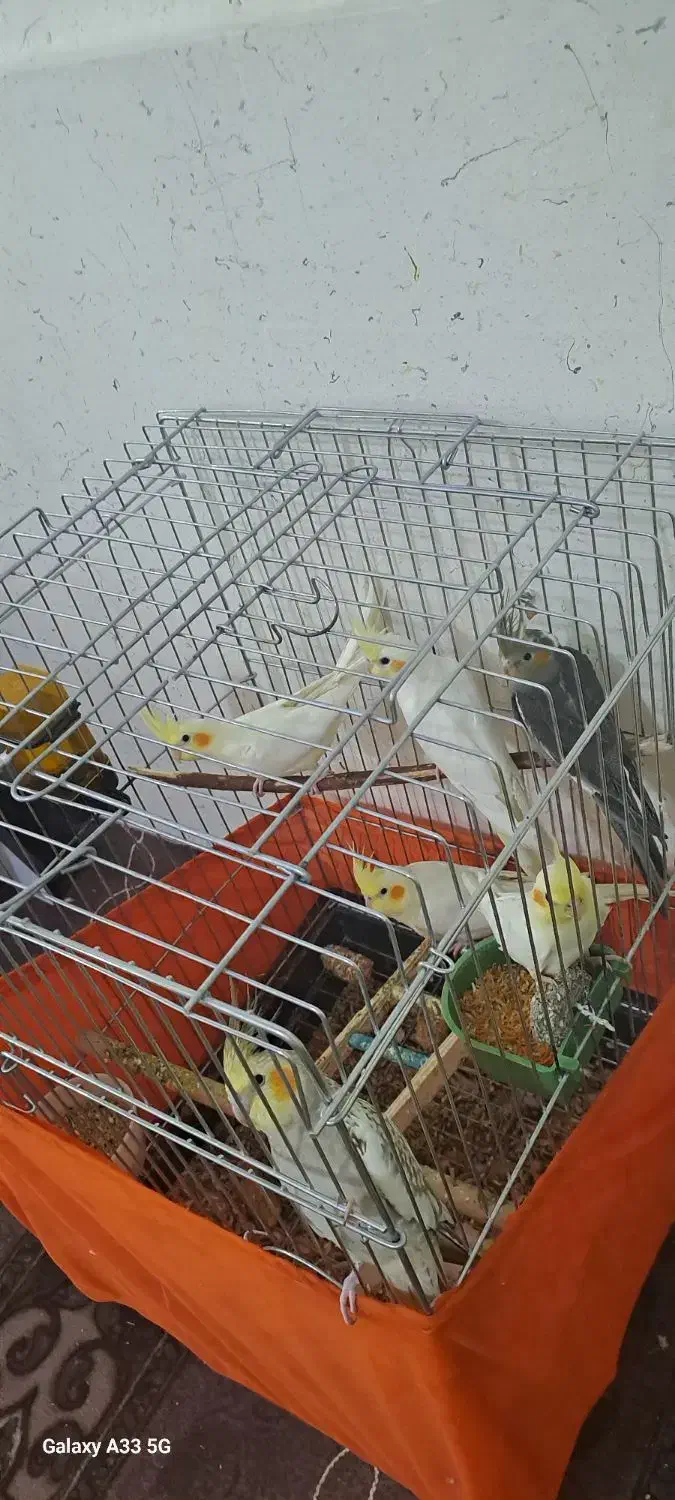 عروس هلندی|پرنده|اندیمشک, |دیوار