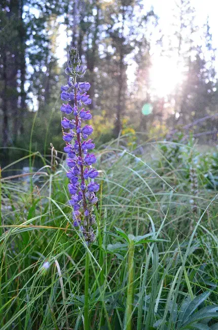 زمین باغشهری در سپیدان|فروش زمین و ملک کلنگی|همایجان, |دیوار