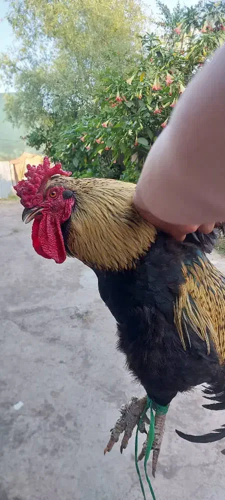 خروس محلی و جوجه|حیوانات مزرعه|رودبنه, |دیوار