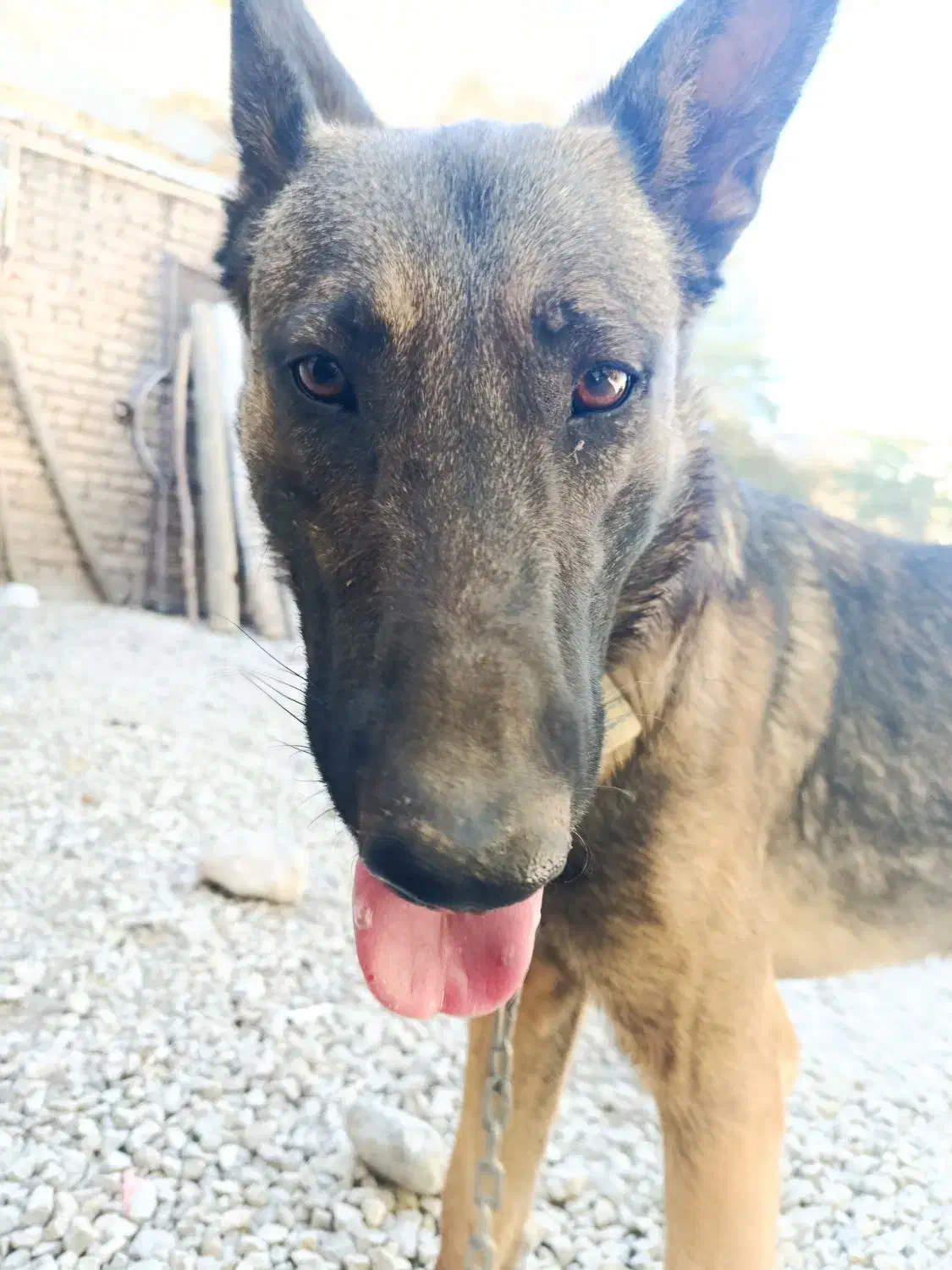 سگ خارجی|سگ|بلداجی, |دیوار