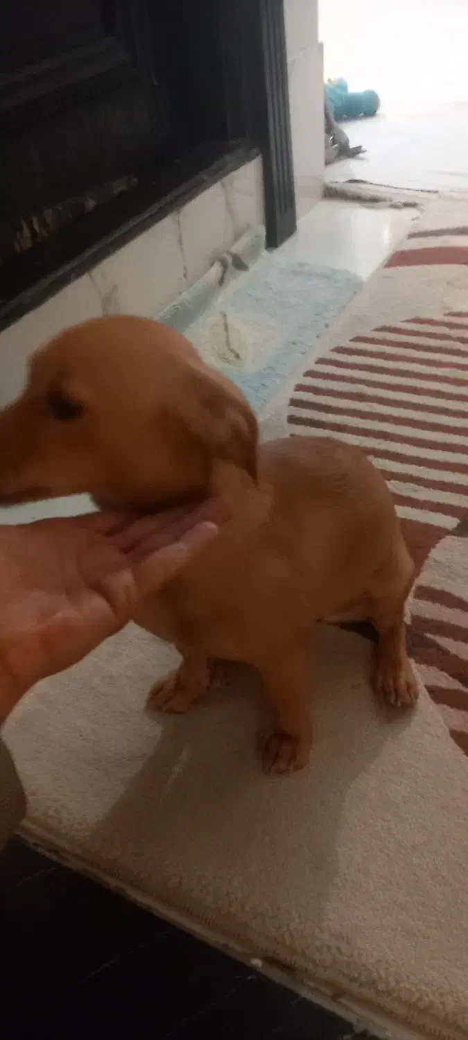 سگ نژاد اشپیزو|سگ|مشهد, سجاد شهر|دیوار