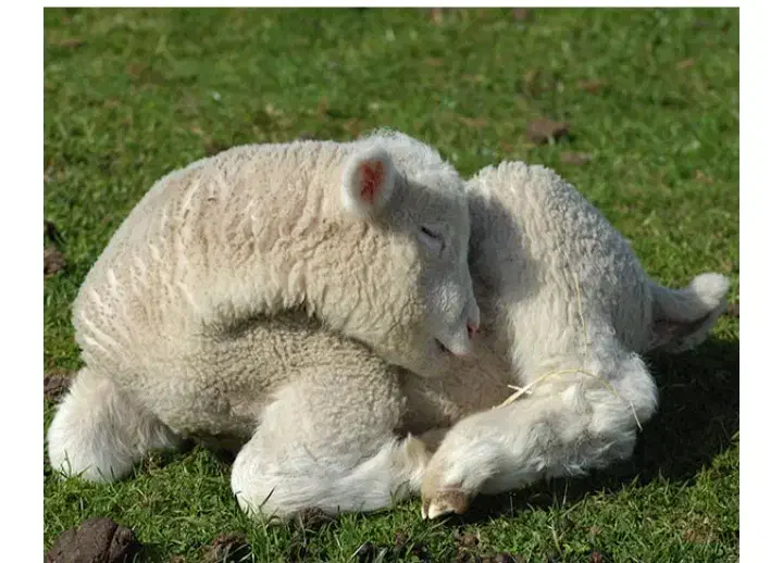 گمشده|حیوانات|فردوس (خراسان), |دیوار