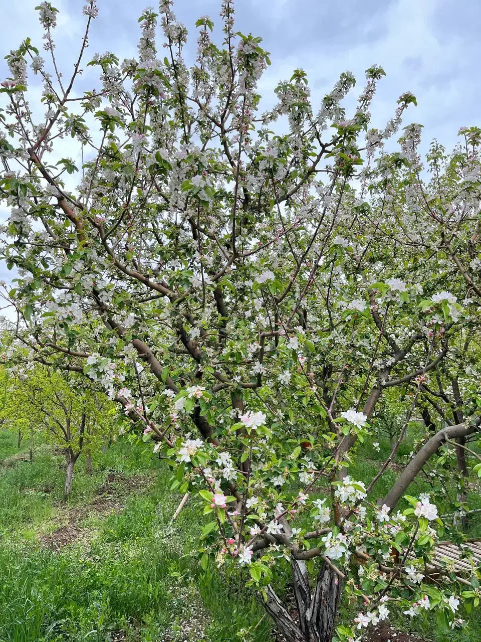 باغ۱۰۰۰متری در مرند|فروش زمین و ملک کلنگی|کشکسرای, |دیوار