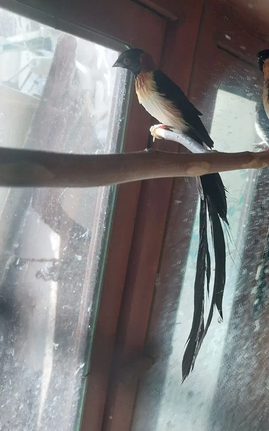 فروش قیمت 8.000.000|پرنده|تهران, استاد معین|دیوار