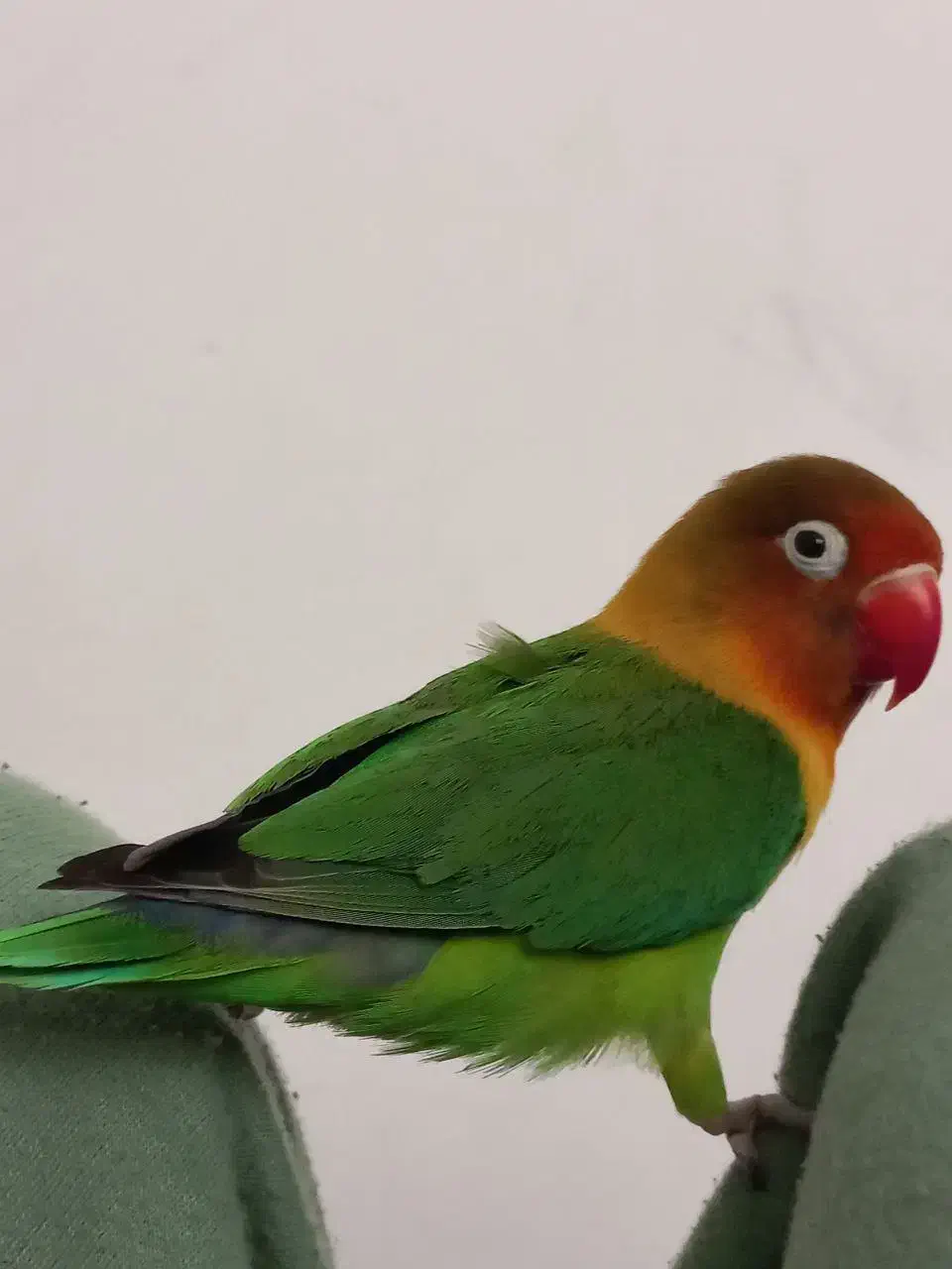 طوطی برزیلی|پرنده|رضویه, |دیوار