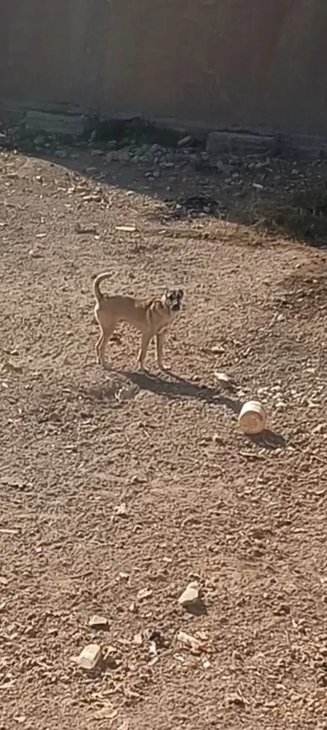 سگ حیاط|سگ|بشاریات, |دیوار