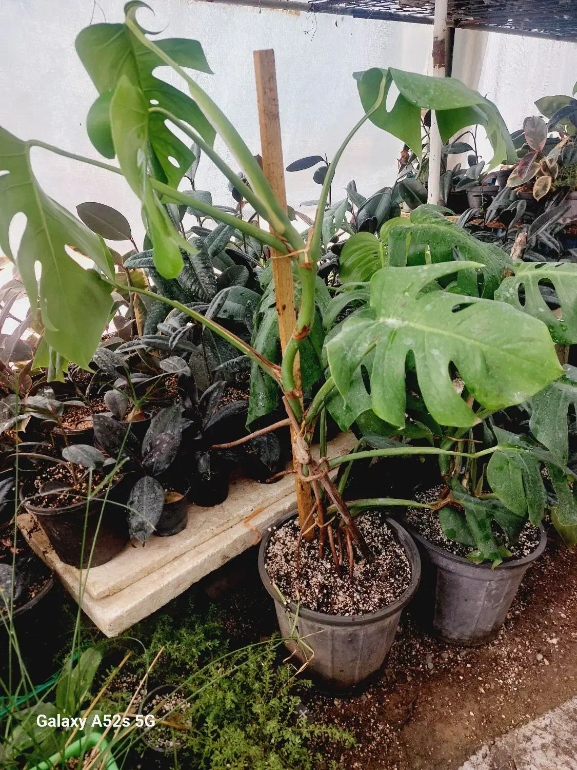 ۵تا گل یک هدیه|گل و گیاه طبیعی|مشکین‌دشت, |دیوار