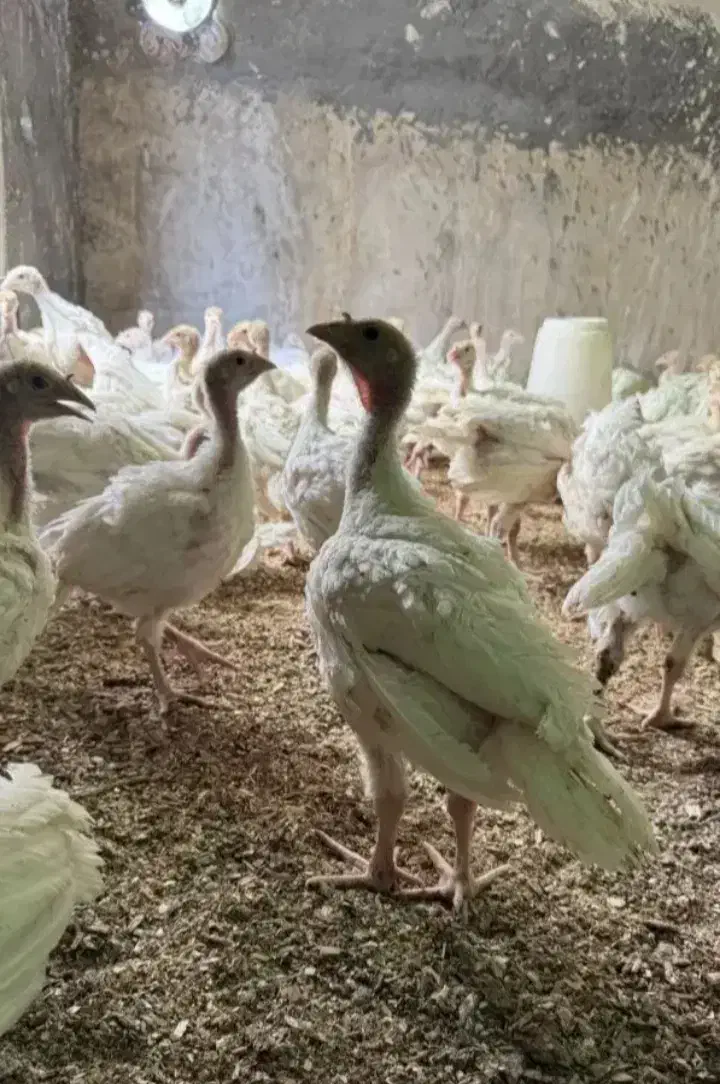 جوجه بوقلمون بیوتی۶فوق سنگین|حیوانات مزرعه|اقلید, |دیوار