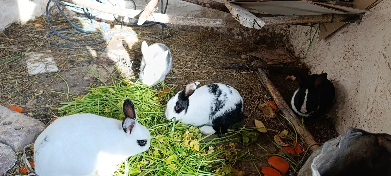 خرگوش خانگی|موش و خرگوش|ماکو, |دیوار