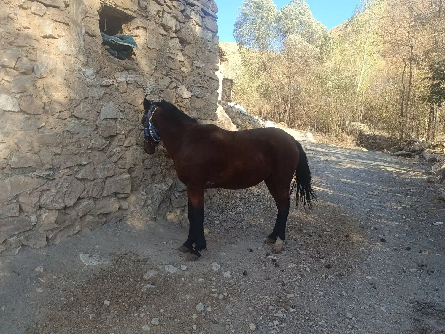 اسب کورد|اسب و تجهیزات اسب‌سواری|سرشیو, |دیوار