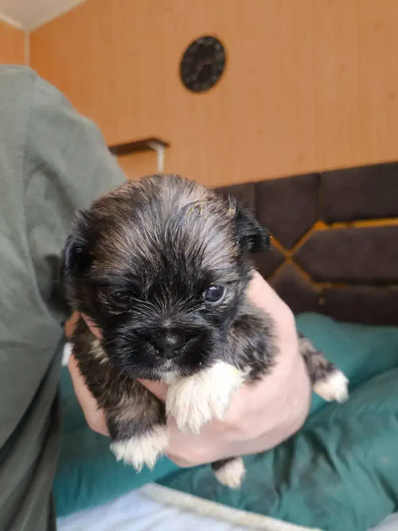 پنج عدد توله کمیاب پیکینز نر و ماده|سگ|اهواز, کیانپارس |دیوار