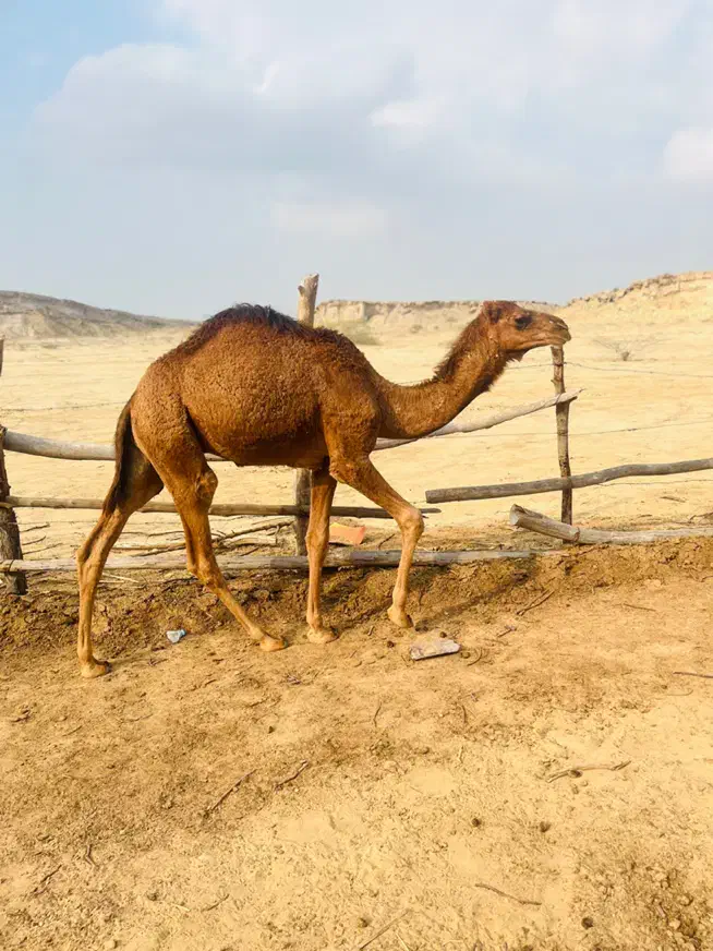 شتر|حیوانات مزرعه|قشم, |دیوار