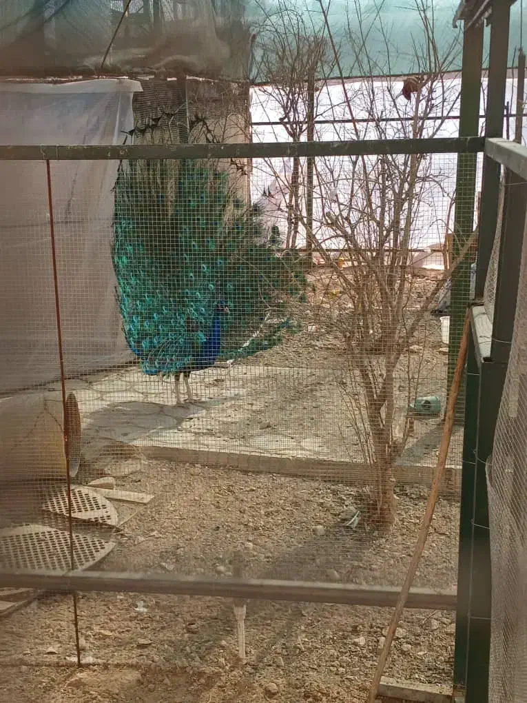 طاوس|پرنده|کهریزک, |دیوار