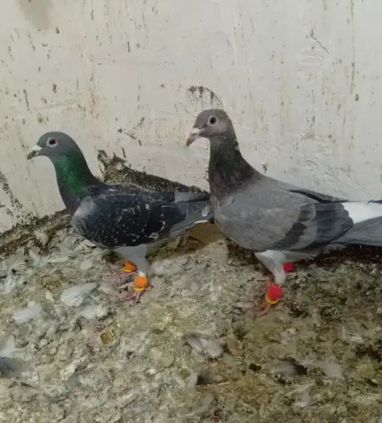 کفتر|پرنده|محمدیه-قزوین, |دیوار