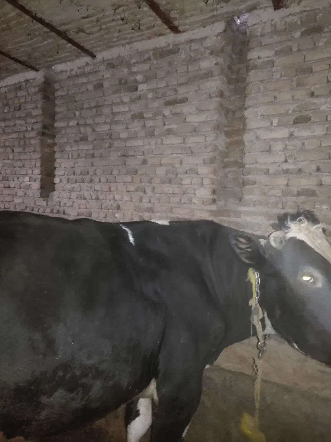 فروش دو راس گاو نر گوشتی|حیوانات مزرعه|مرند, |دیوار