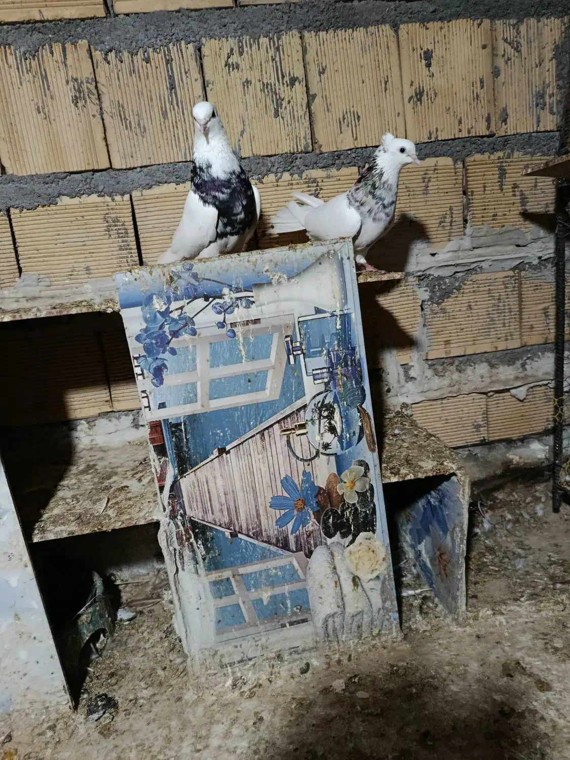 طوقی شادگان|پرنده|شادگان, |دیوار