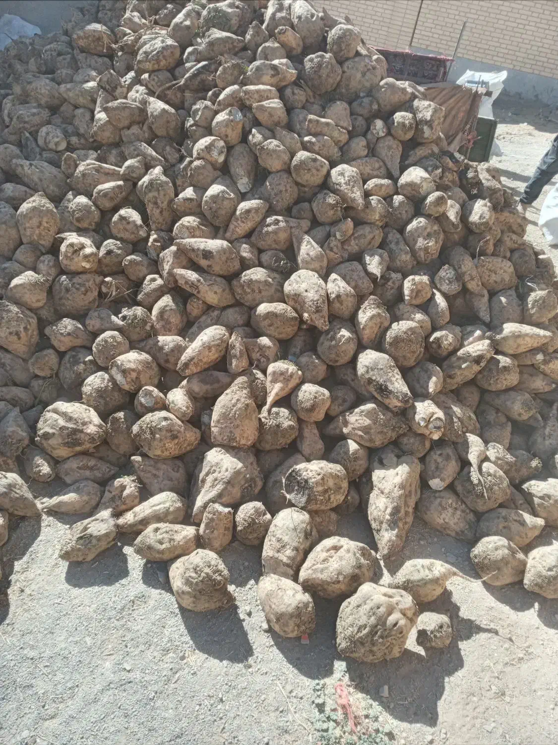 چغندر|لوازم جانبی حیوانات|مشهد, کلاهدوز|دیوار