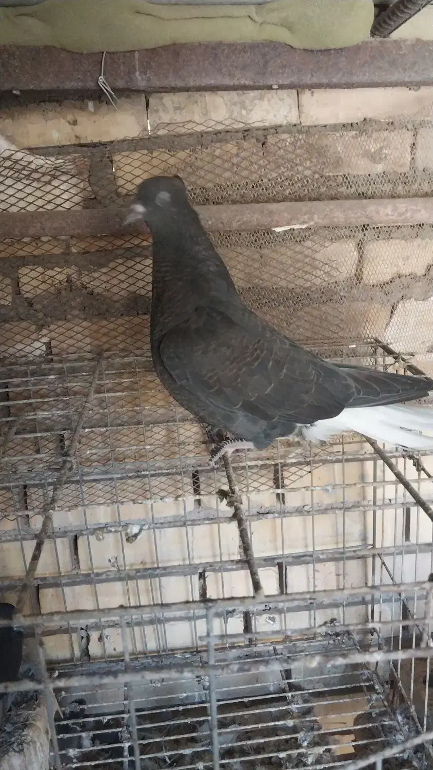 اشعل|پرنده|خرمشهر, |دیوار