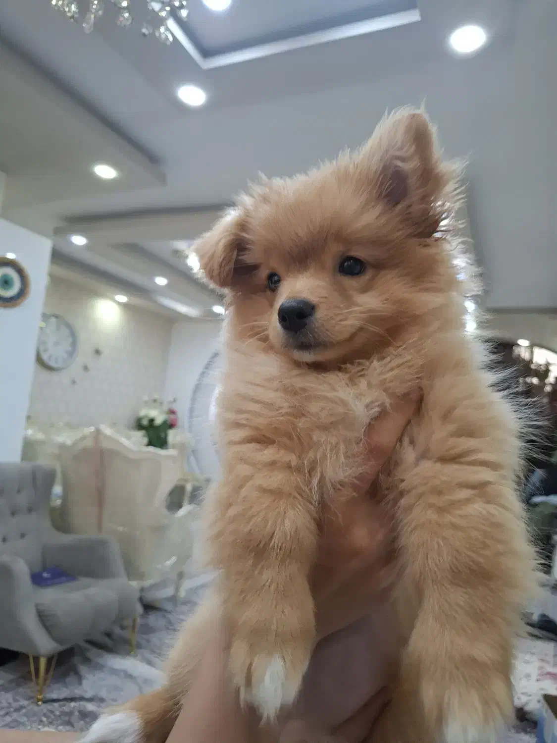 سگ پامرین خرسی نر|سگ|کرمانشاه, |دیوار