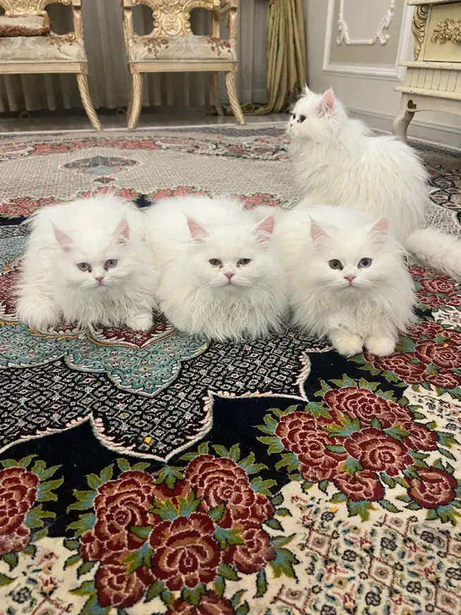 گربه پرشین کلاسیک|گربه|مشهد, ملک‌آباد|دیوار