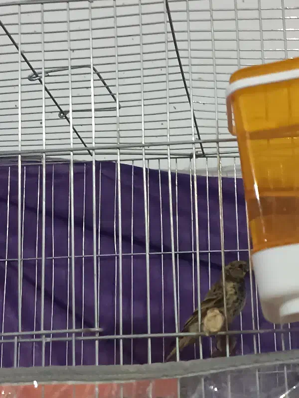 سینهسرخوگلبسر|پرنده|بافت, |دیوار