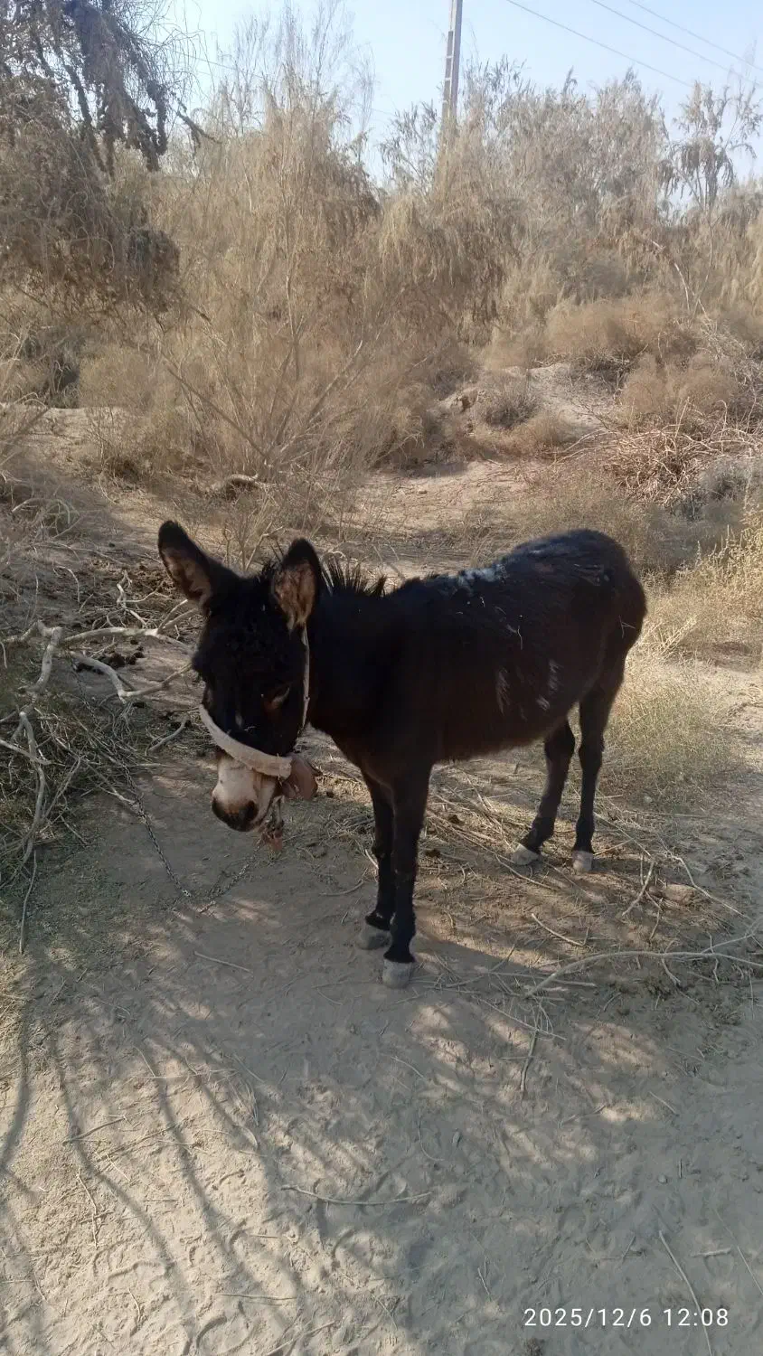ولاغ سیا ماده|حیوانات مزرعه|رشت, پسیخان|دیوار