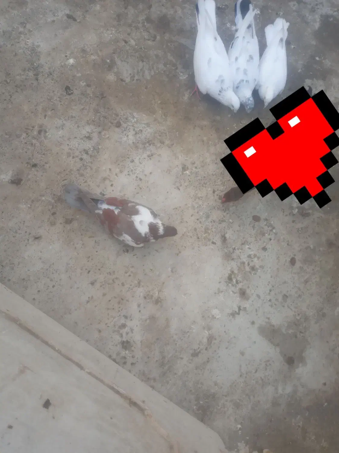 کبوتر|پرنده|کنارک, |دیوار