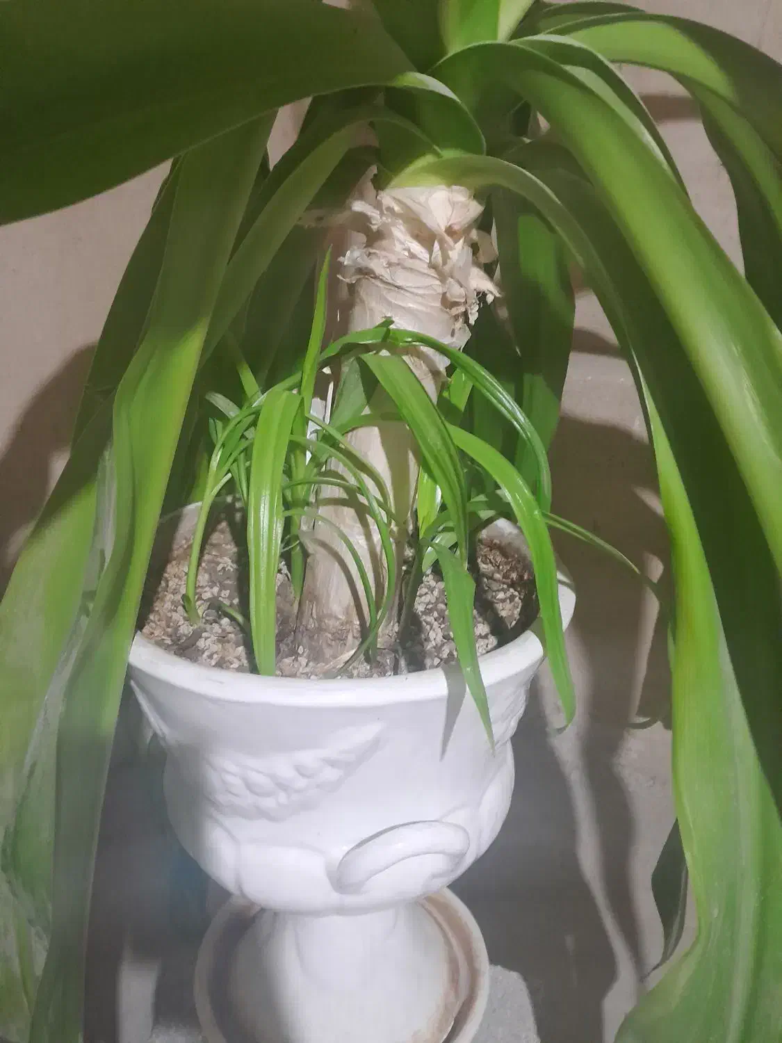 گل ذرتی|گل و گیاه طبیعی|مرودشت, دولت آباد|دیوار