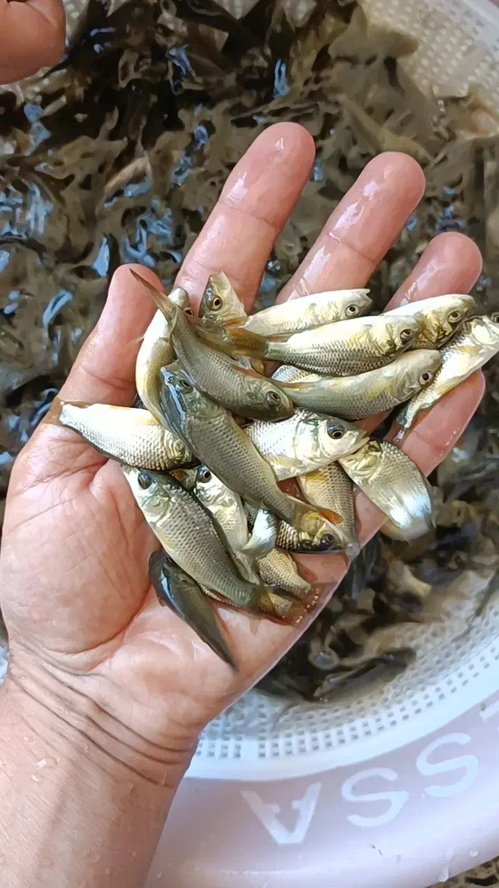 بچه‌ ماهی کپور طلایی روستای بیدزرد|ماهی|شیراز, بید زرد|دیوار