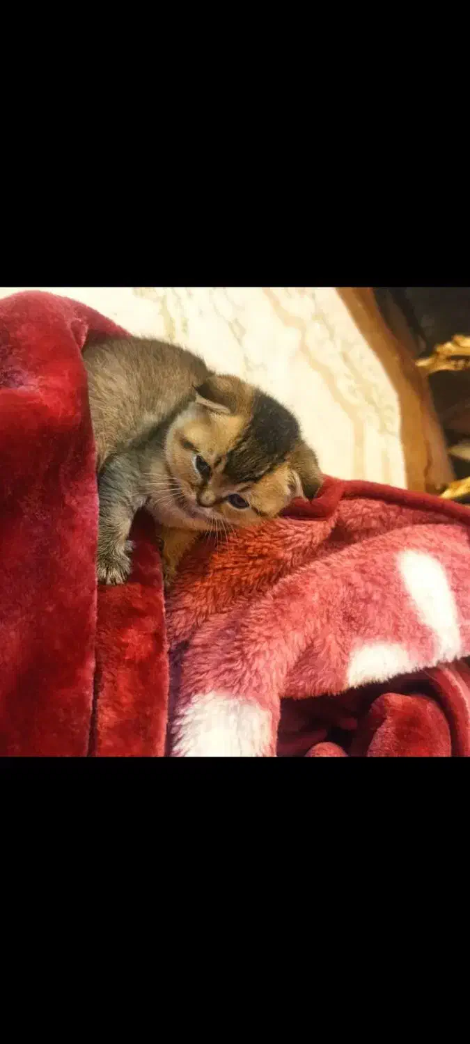 چین چیلا گلد دبل فولد|گربه|تهران, صادقیه|دیوار