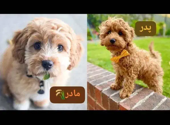 سگ پاکوتاه|سگ|کرج, باغستان|دیوار