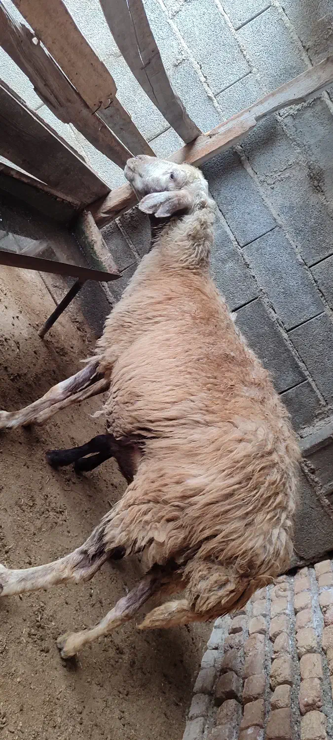 گوسفند بره دار و یدونه ابست کردستانی|حیوانات مزرعه|سیمین شهر, |دیوار