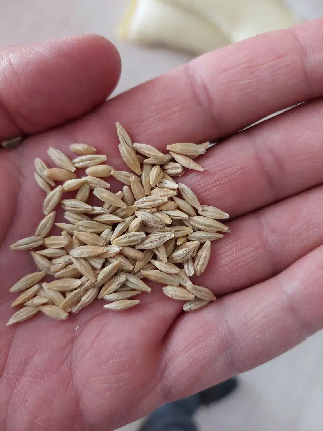 فروش جو بذری دیم|خدمات باغبانی و درختکاری|بیجار, |دیوار