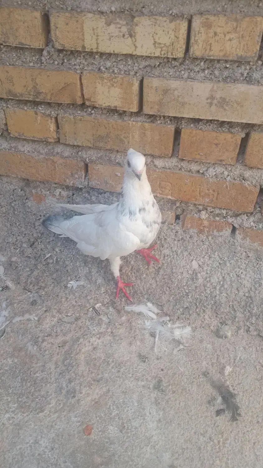 معاوضه با طوقی نر مست خوب|پرنده|لیکک, |دیوار