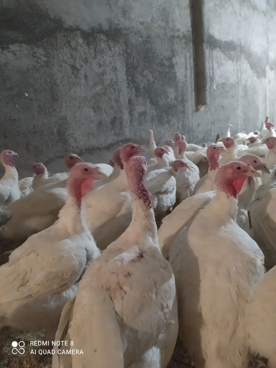 بوقلمون پرواری|حیوانات مزرعه|مشهد, رسالت|دیوار