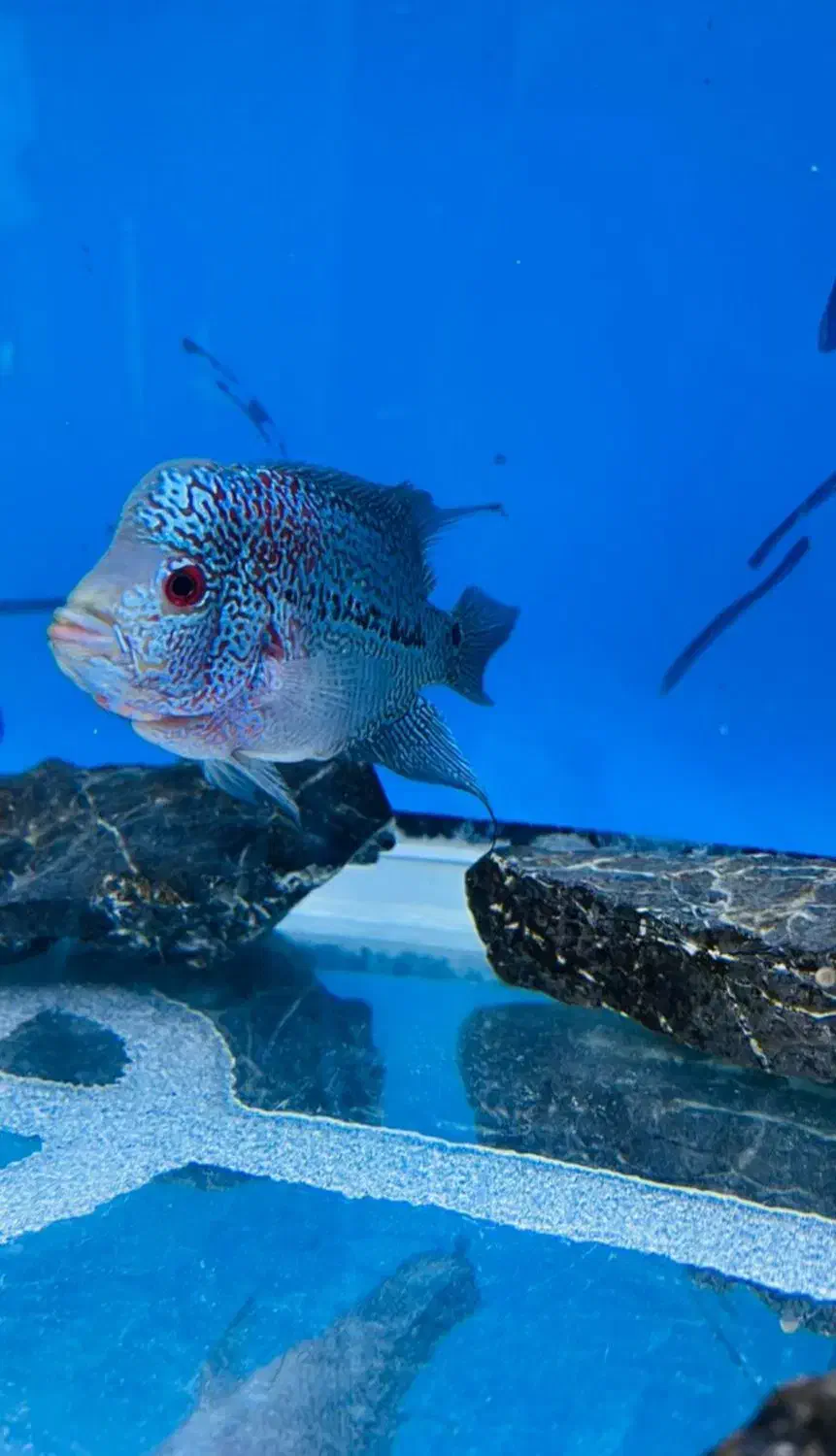 ماهی فلاور|ماهی|قرچک, شهرک الحدید|دیوار